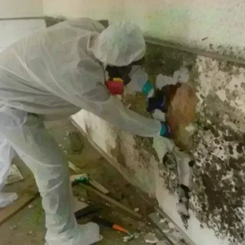 Mold Remediation and Removal in Washington Heights, NY